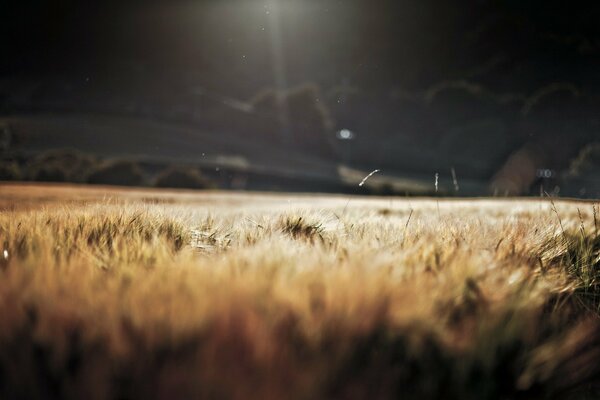 Weizenfeld Morgen sonniger Morgen