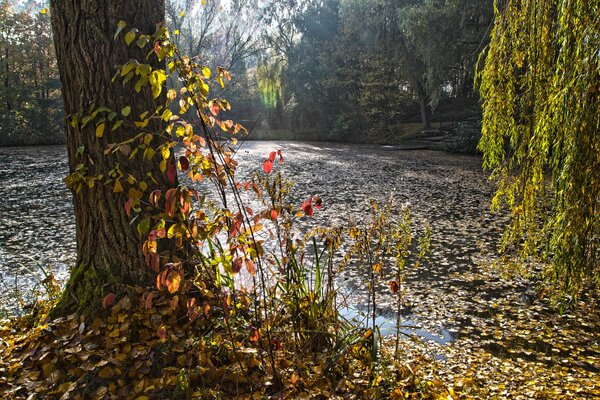 Bosque de otoño fondos de Escritorio