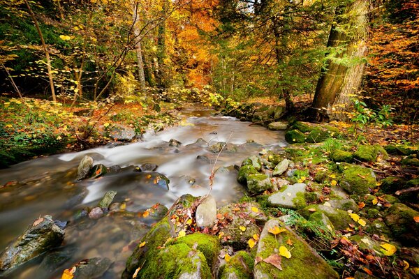 Forest and river in the forest in autumn