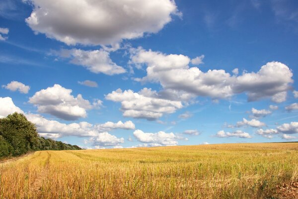 Nubes y campo. Paisaje. Arbolado