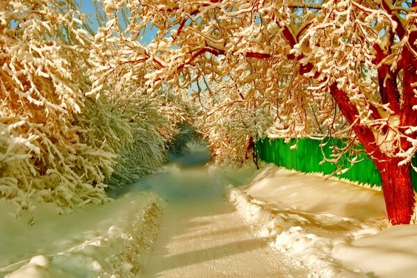 Rue enneigée, arbres dans la neige