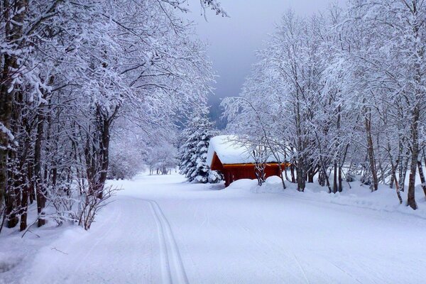 Camino blanco de invierno al bosque