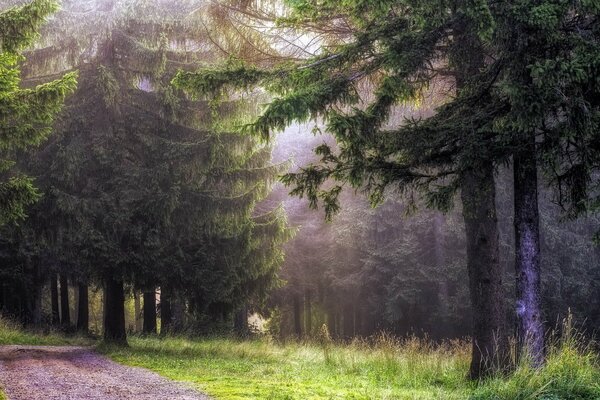 Paesaggio forestale in una foschia nebbiosa