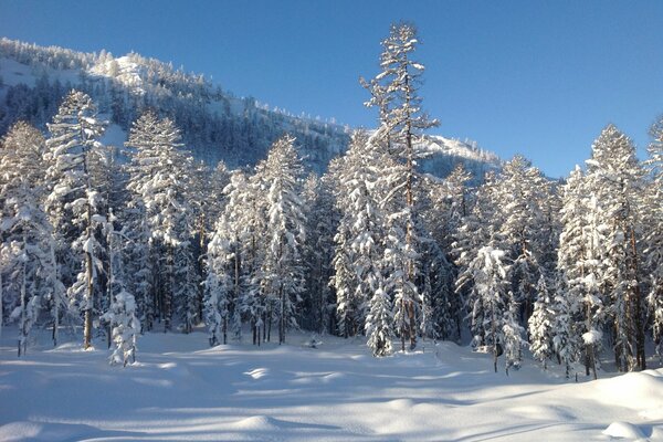 Paysage de forêt d hiver en extrême-Orient