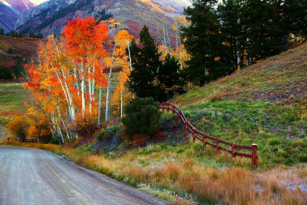 The road running along the autumn trees