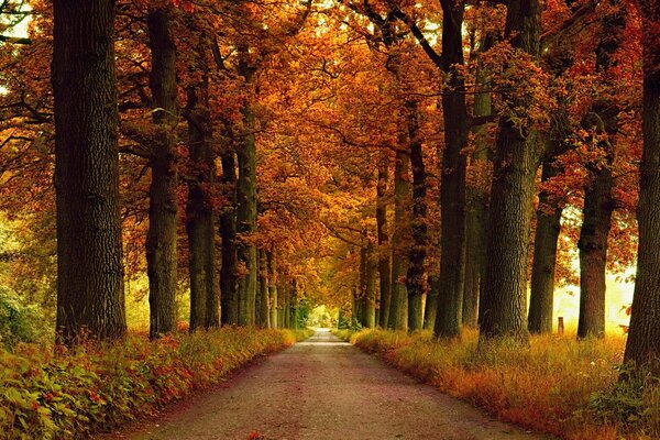 Foto Autumn Nature Alley