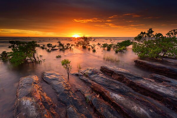 Cuerpo de agua en el fondo de la puesta de sol con manglares