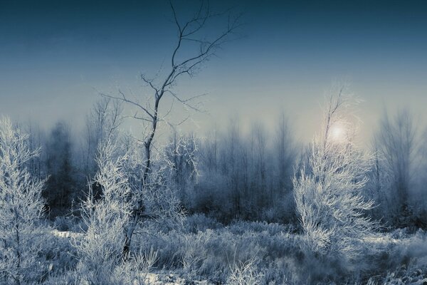 Paisaje de bosque de invierno nocturno