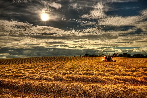 Un champ d or sans fin s envolant vers le ciel