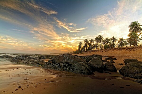 Piedras de mar en las palmeras