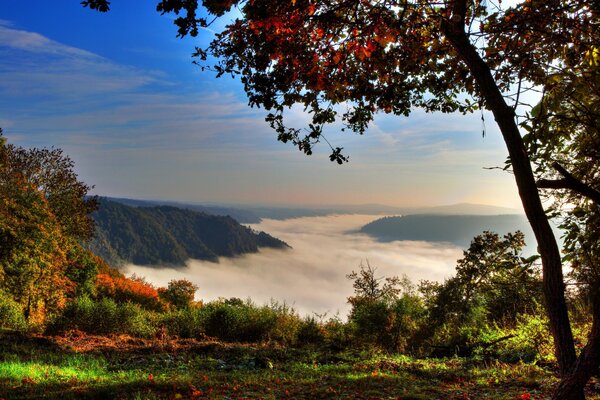 Bosque de otoño en las montañas en la niebla