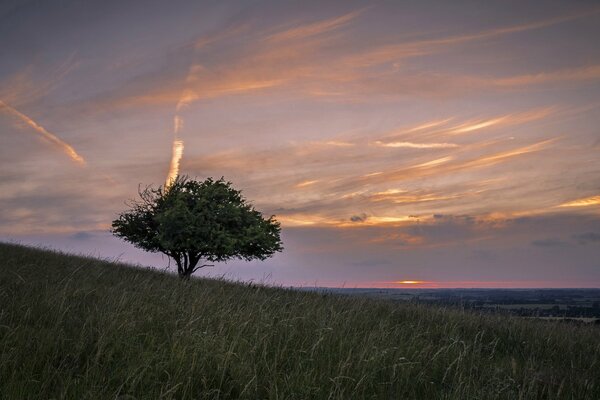 Einsamer Baum im Feld vor Sonnenuntergang Hintergrund