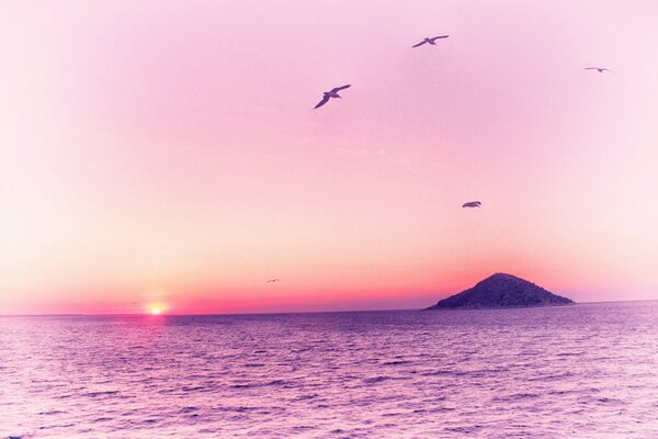 Landscape. Pink dawn. Birds in the sky