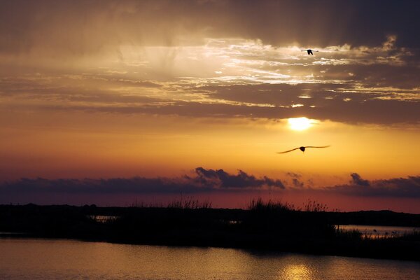 The flight of a bird over the river surface