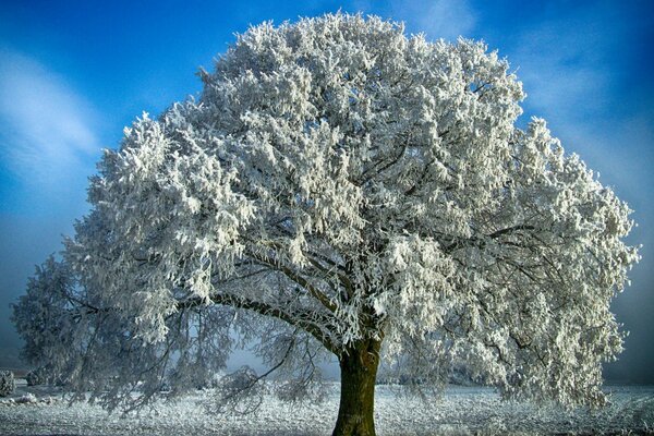 Albero solitario in inverno nevoso