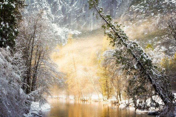 Landschaft. Bäume und Nebel. Winter im Wald