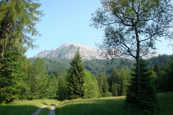 Paysage vert de la Suisse devant la montagne
