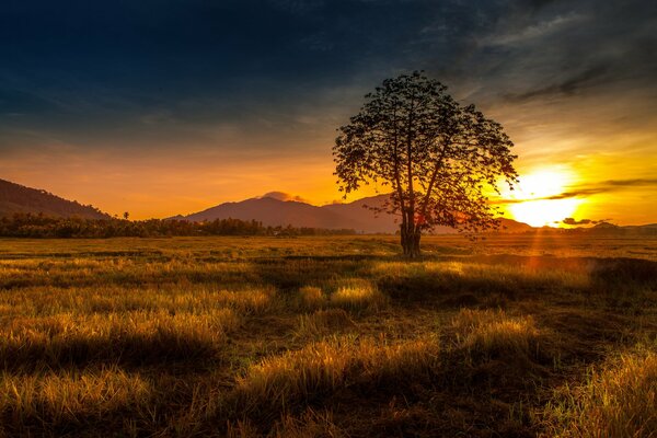 Baum auf dem Hintergrund der Berge und Sonnenuntergang