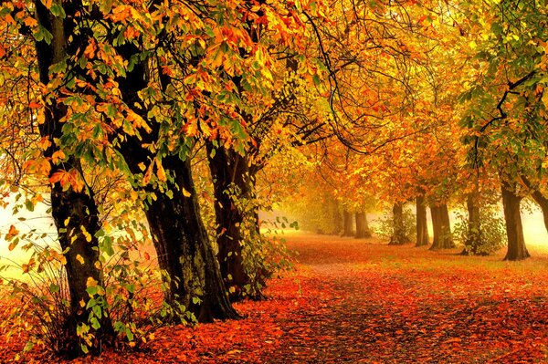 Strada autunnale colorata. Caduta delle foglie