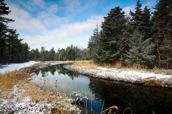 Sapins sur les rives enneigées de la rivière