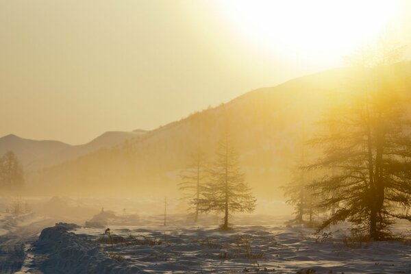 Alberi nella neve nella nebbia paesaggio