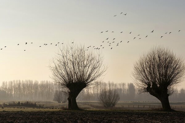 L albero e gli uccelli del film di Harry Potter