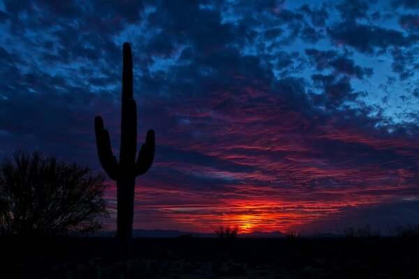Cactus solitaire au coucher du soleil