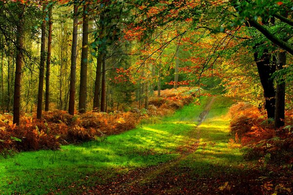 Naturaleza parque paseo en el bosque