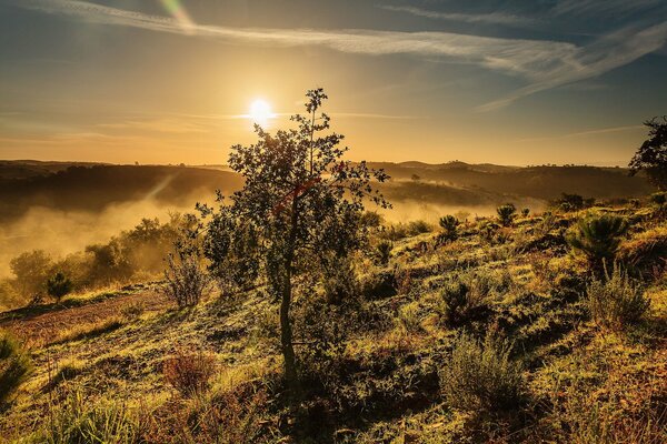 Einsamer Baum bei Sonnenuntergang