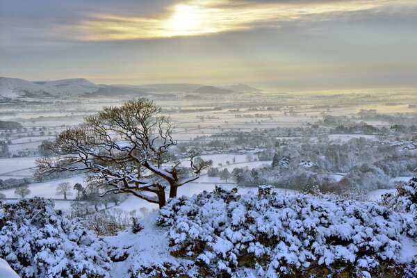 Un árbol en un campo en la nieve