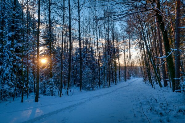 Soleil du matin à travers la forêt enneigée