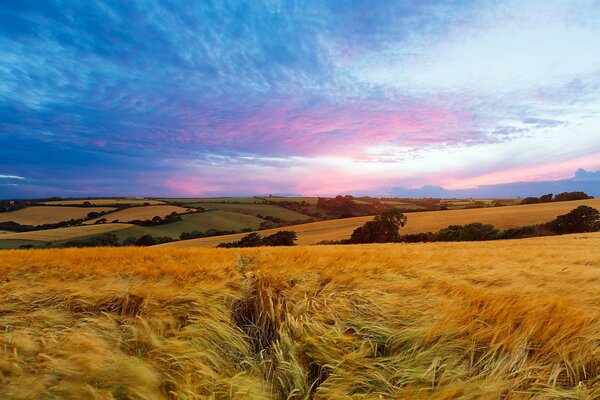 Campo de trigo sin fin en verano