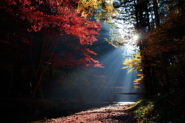 Raggi di sole in una giornata autunnale nella foresta