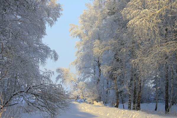 Strada sgombrata dalla neve tra alberi innevati e cumuli di neve