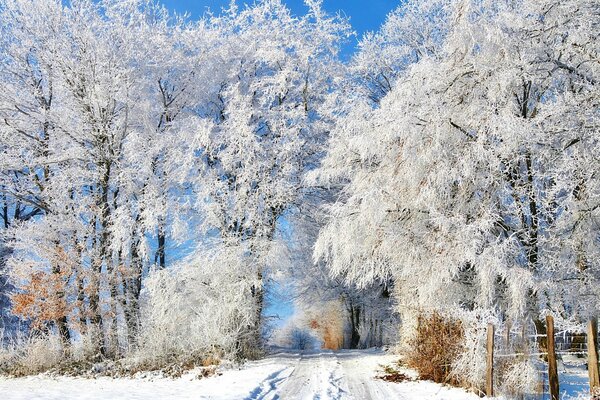 Trees in the snow, snow-covered road