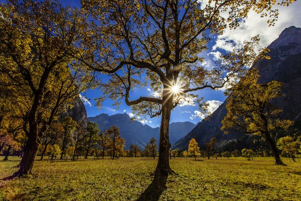 Karwendelberge und -bäume im Herbst