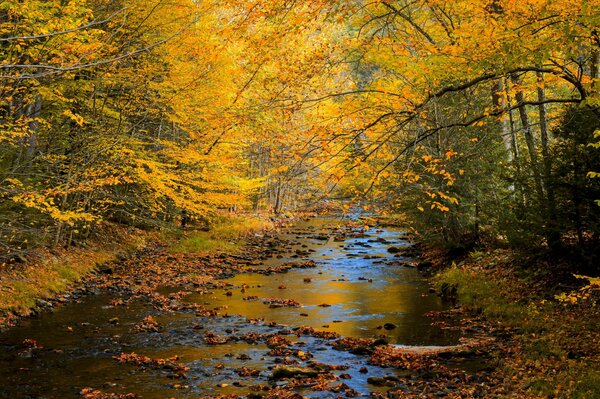 Paysage de forêt d automne