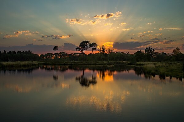 Lake among the trees at sunset in summer