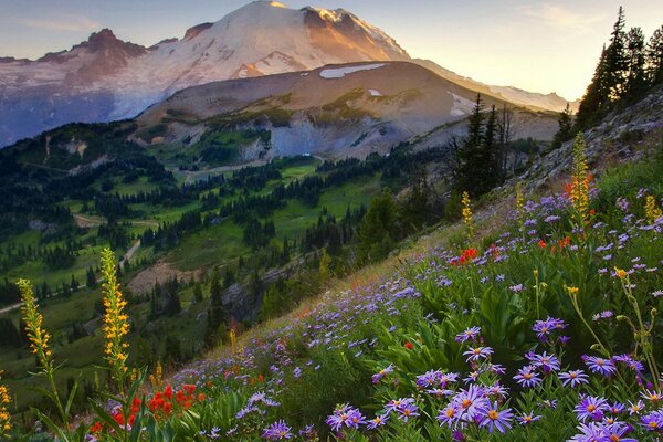La nature calme et remplit de force
