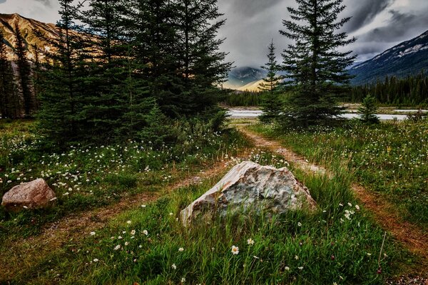 Paisaje de la naturaleza flores en el bosque y la montaña
