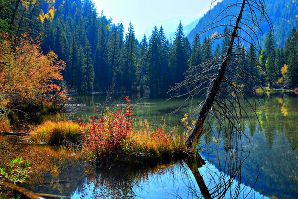 Autumn bouquet in the mirror lake