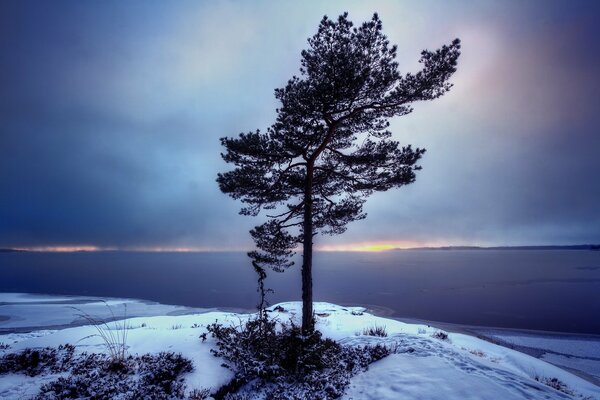 Árbol de coníferas en la cima de una montaña cubierta de nieve