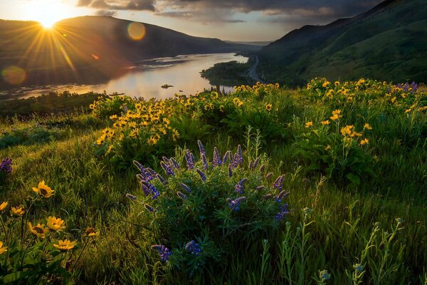 Les rayons du matin tombent sur les fleurs sauvages